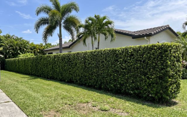 Hedges and palms, sample image